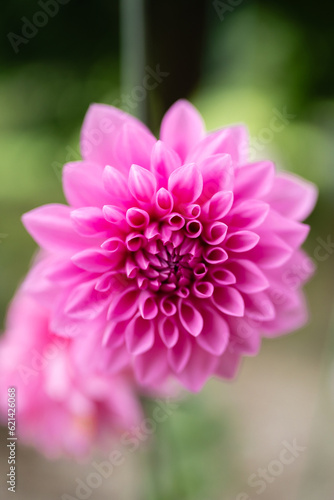 Pink flower on a green background