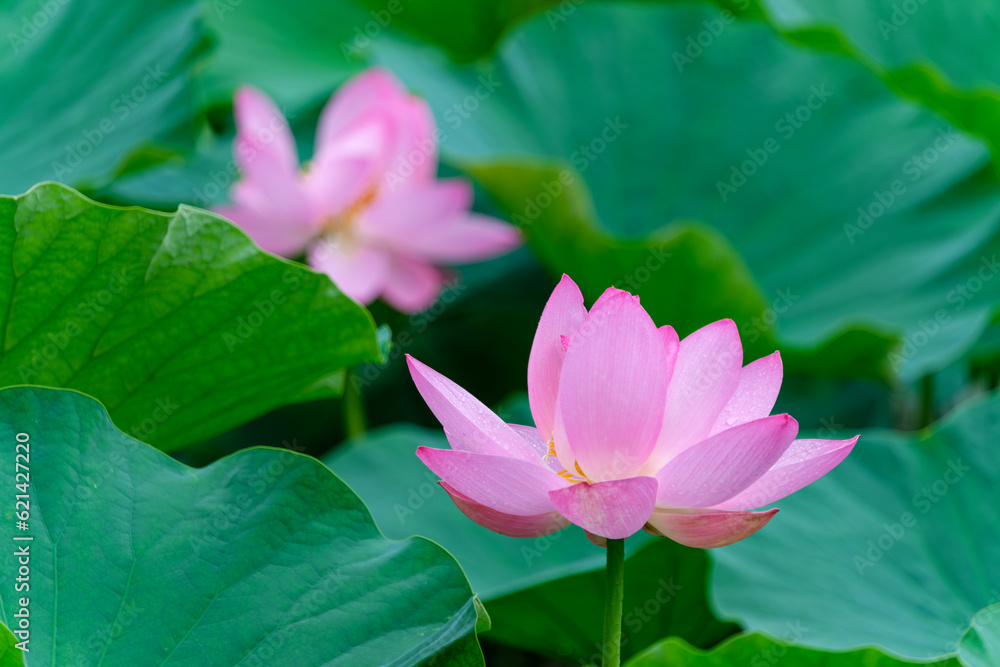 古代蓮の花びら 古代蓮の花びら
