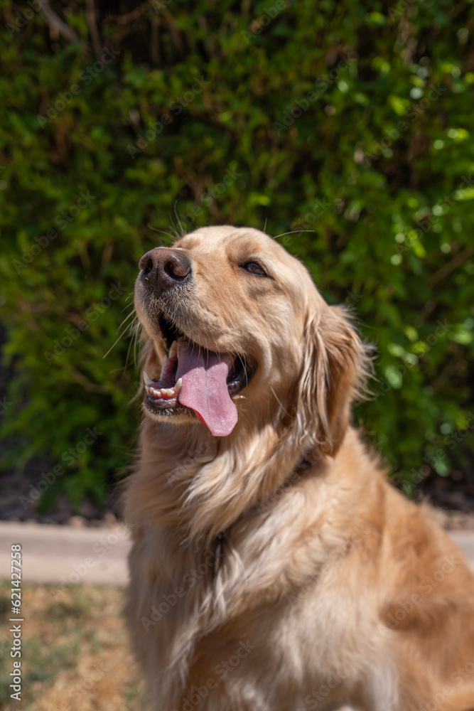 golden retriever portrait