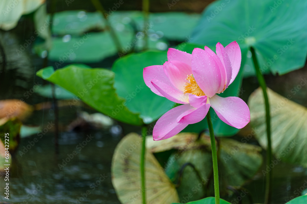 雨の花びら 雨の花びら