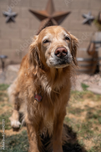 golden retriever dog © Jeremy Neal