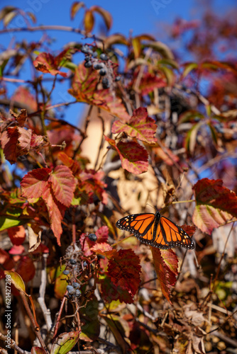 monarch butterfly on fall leaves