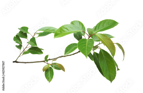 Branch of Indian olive-green leaves isolated on transparent background.