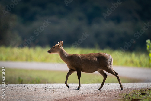 Hog Deer standing on the road in the forset in Thailand.