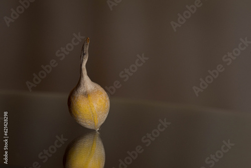 Dry tree seed in Arizona