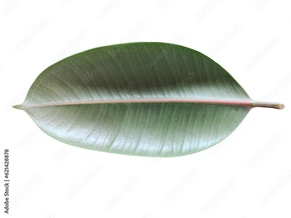 close up of a leaf close up of a leaf