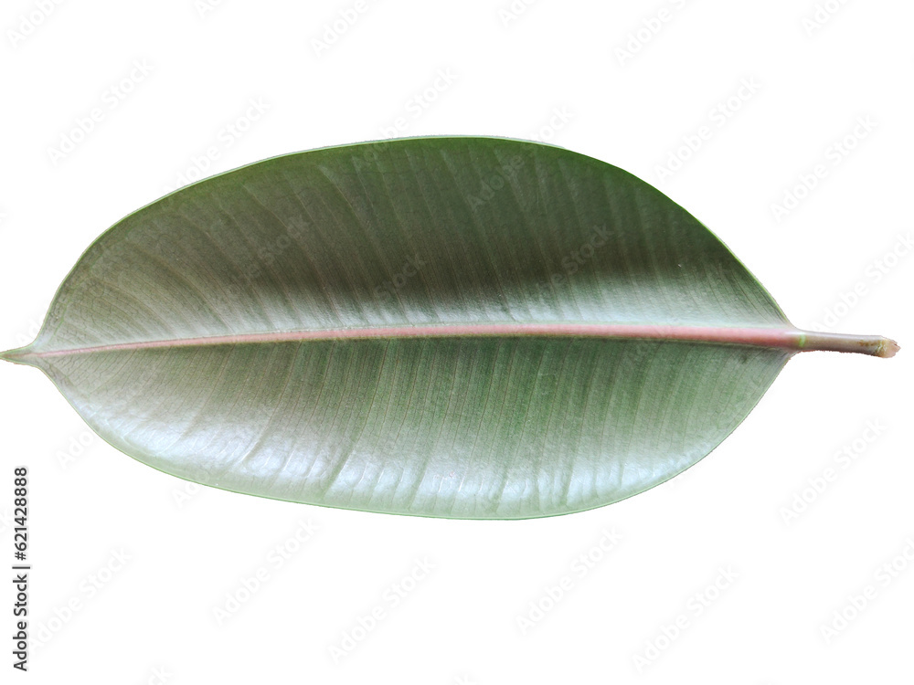 close up of a leaf close up of a leaf