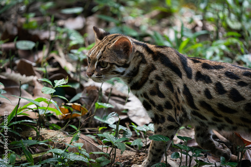 Leopard cat in the forset in Thailand.