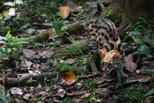 Leopard cat in the forset in Thailand.
