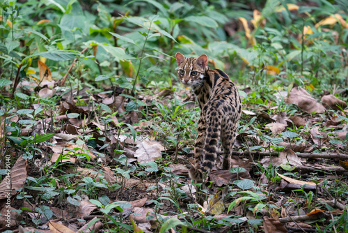 Leopard cat in the forset in Thailand.