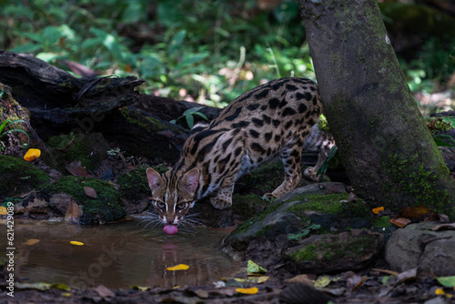 Leopard cat in the forset in Thailand.