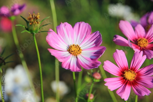 Pink and white cosmos flowers in the garden.Macro image.