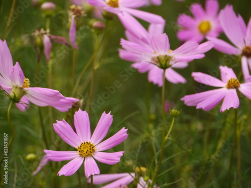 Cosmos bipinnatus.