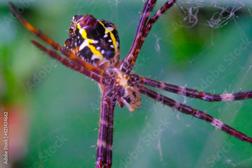 Weaver spider, Animal closeup, Close up shot Weaver spider (Argiope anasuja) in the middle of a cobweb, photographed using a macro lens, Bandung - Indonesia photo