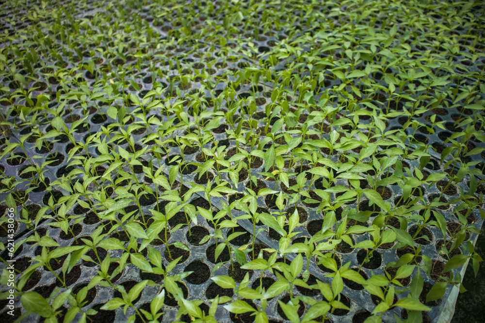 Plant and vegetables seedlings Plant and vegetables seedlings