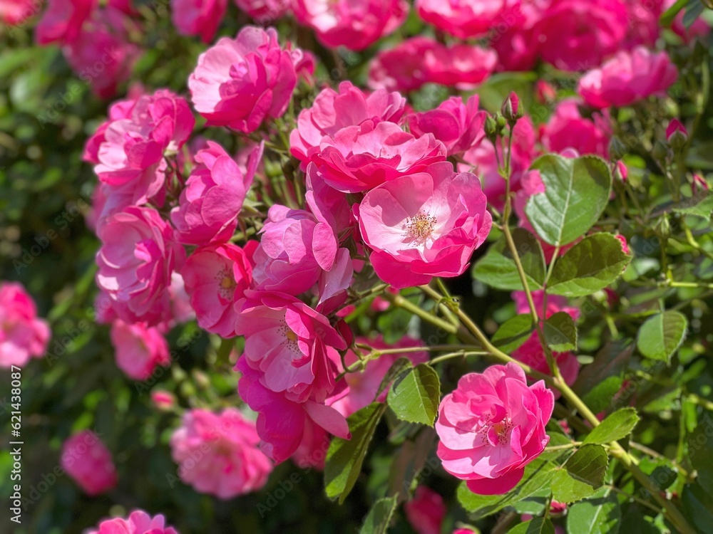 Rose pink little flowers beautiful blossom