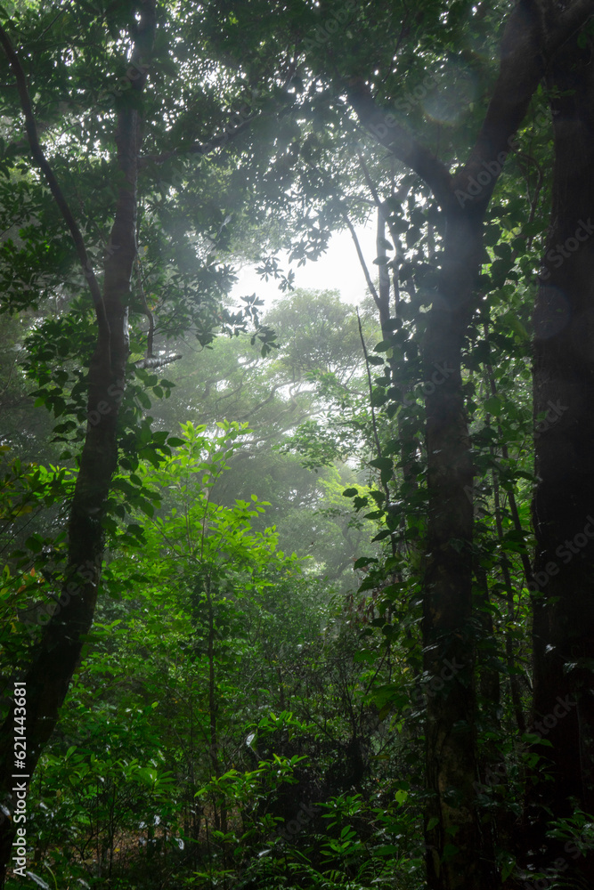 Fototapeta premium 奄美・亜熱帯の森