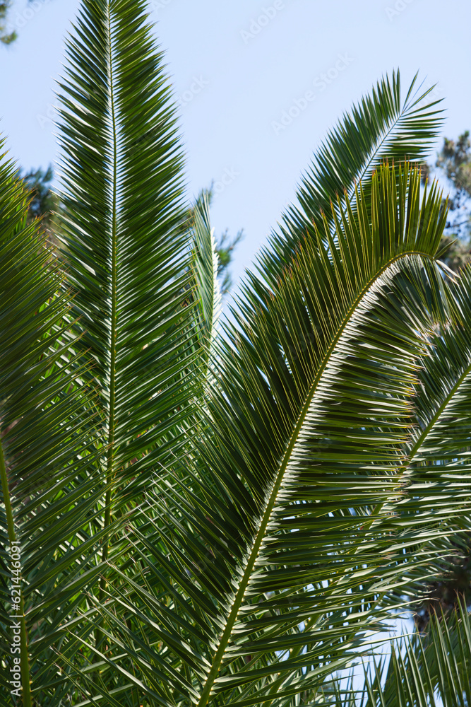 Raffia palm leaf against the blue sky. Evergreen tropical plant with long leaves. Raffia palm leaf against the blue sky. Evergreen tropical plant with long leaves.