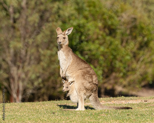 Eastern Grey Kangaroo (Macropus Giganteus) With its joey in the pouch and its ears pricked up and being alert in the wild at the Gold Coast, Australia.