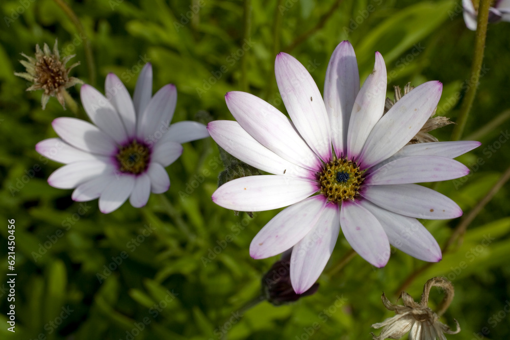 Close-up of two white daisies with purple fringe Close-up of two white daisies with purple fringe
