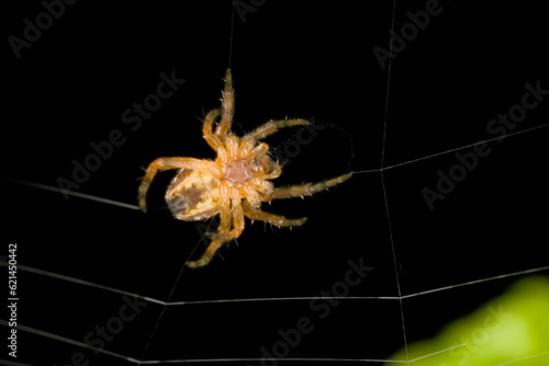 Фотография Close-up of a Spider making a web