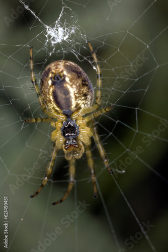 Close-up of a Spider making a web