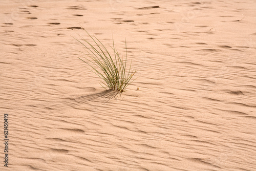 Detailed view of the texture and pattern of a sand dune - Newburgh - Aberdeenshire - Scotland - UK photo