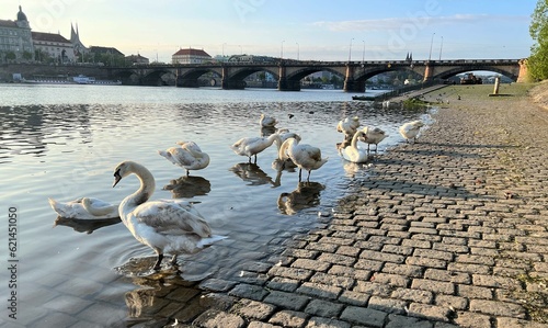 ブルタバ川の畔に佇む鳥類（チェコ）