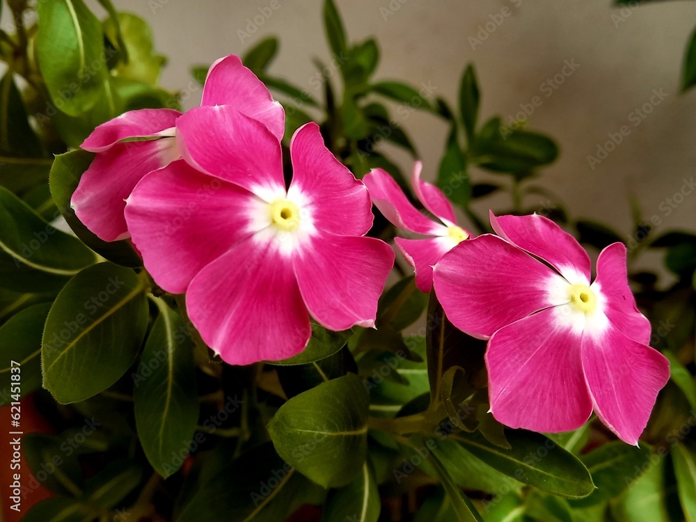 pink pink