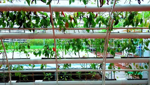 Wallpaper Mural Greenhouse fresh vegetable planting scene Torontodigital.ca