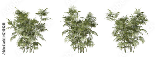Chamaedorea seifrizii bamboo tree on transparent background  png plant  3d render illustration.