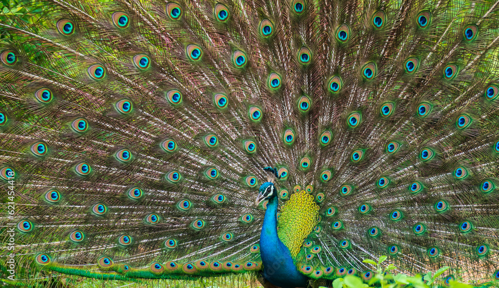 Obraz premium The courtship display of elegant male peacock, iridescent colorful tail feather pattern close up, Beautiful dance of male Indian peafowl at Yala national park, Sri Lanka.