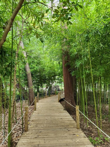 path in the forest