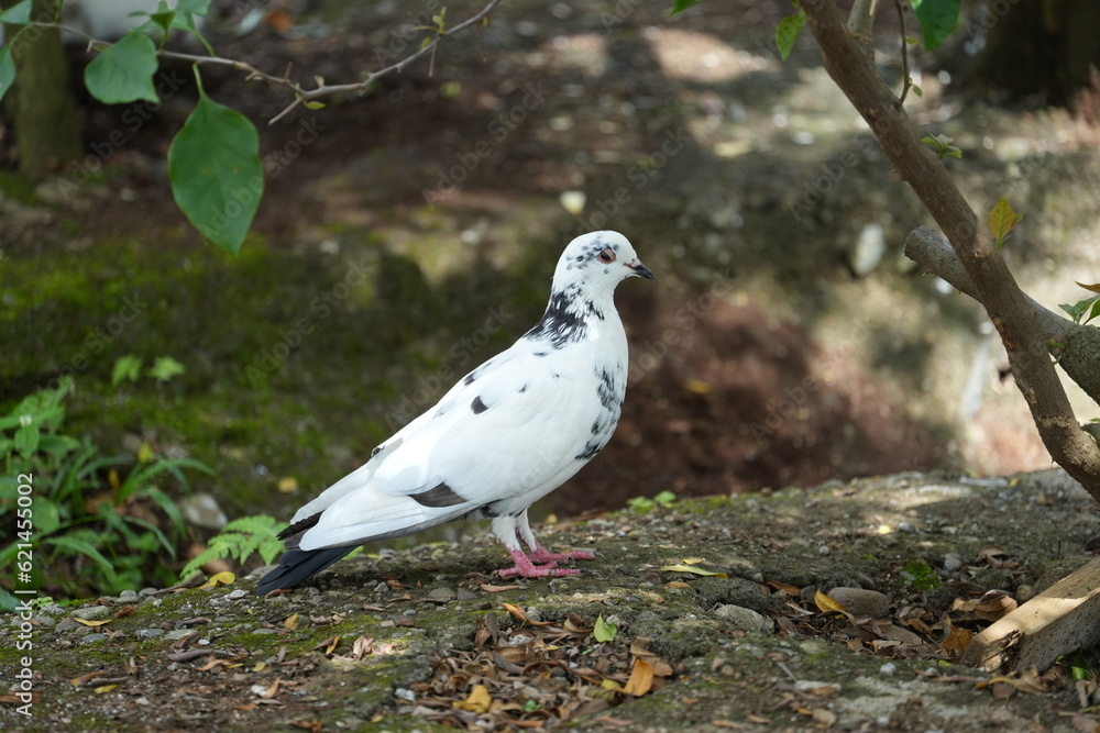 A dove on the ground