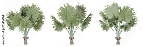 Bismarckia nobilis palm tree on transparent background  png plant  3d render illustration.