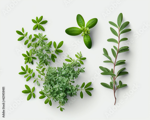 Thymian, thyme with Generative AI
