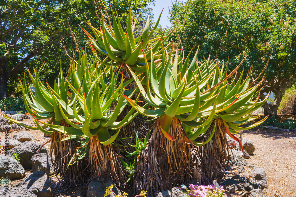 Obraz premium Mountain Aloe (Aloe marlothii) close-up in the garden. Mountain Aloe is a large evergreen succulent