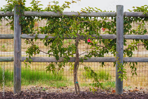 Wallpaper Mural Trumpet vine (Campsis radicans) in bloom with beautiful red flowers. The trumpet vine can quickly blanket fences, stone walls, structures Torontodigital.ca