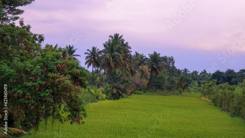 Coconut trees in the middle of paddy fields in Karnataka state, India under evening light.