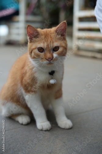 Cute little cat with orange eyes