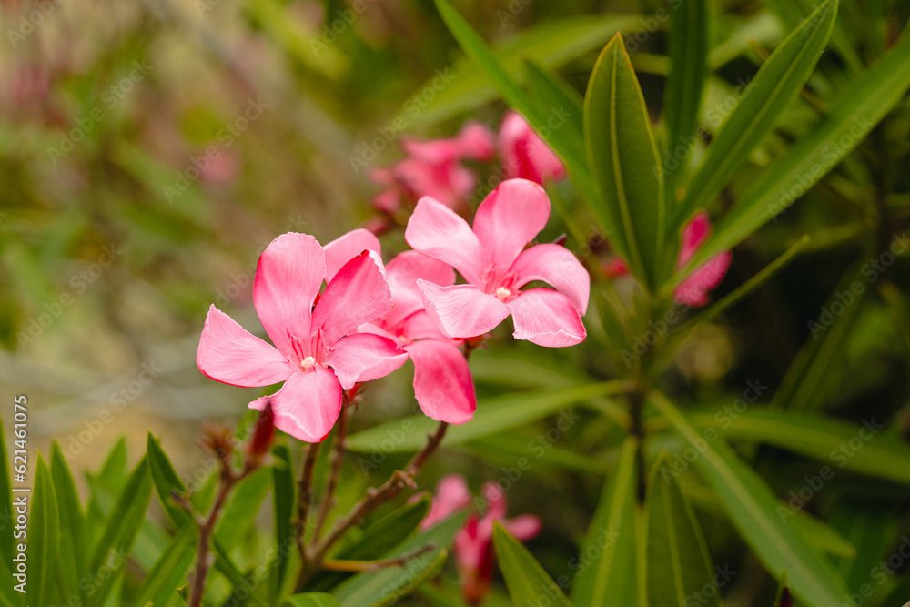 Oleander (Nerium oleander) in full bloom. Ornamental plant, shrub, with attractive star-shaped flowers that bloom nearly year-round Oleander (Nerium oleander) in full bloom. Ornamental plant, shrub, with attractive star-shaped flowers that bloom nearly year-round