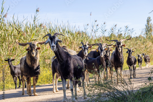 Grupo de cabras dentro del parque natural del Delta del Llobregat. photo