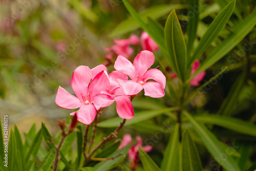 Oleander  Nerium oleander  in full bloom. Ornamental plant  shrub  with attractive star-shaped flowers that bloom nearly year-round