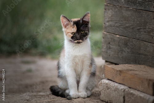 Portrait of a beautiful domestic village cat in the yard of a village house.