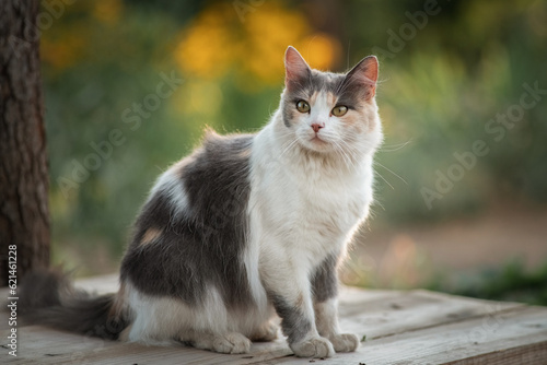 Portrait of a beautiful domestic village cat in the yard of a village house. © shymar27