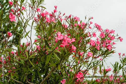 Oleander (Nerium oleander) in full bloom. Ornamental plant, shrub, with attractive star-shaped flowers that bloom nearly year-round