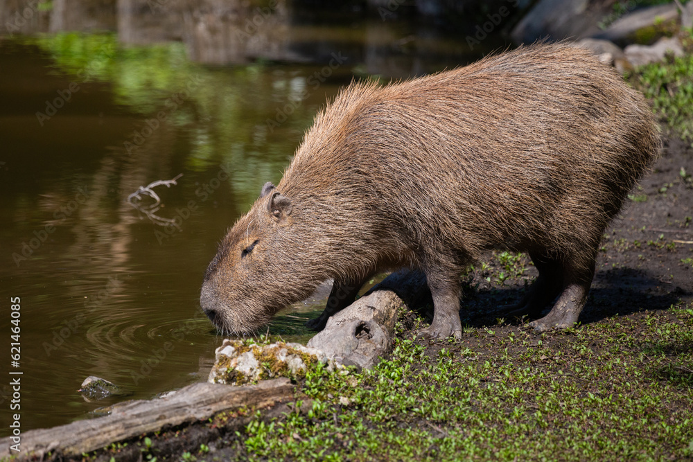 capybara, Hydrochoerus hydrochaeris, taken in various positions and attitudes capybara, Hydrochoerus hydrochaeris, taken in various positions and attitudes