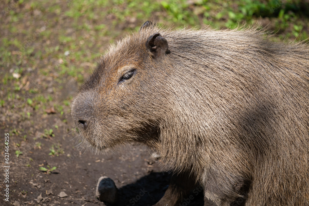 capybara, Hydrochoerus hydrochaeris, taken in various positions and attitudes capybara, Hydrochoerus hydrochaeris, taken in various positions and attitudes
