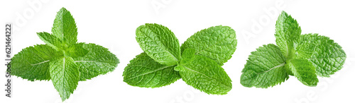 Set of fresh delicious mint leaves cut out