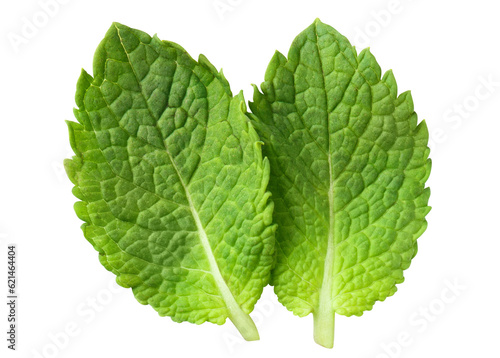 Delicious fresh mint leaves cut out